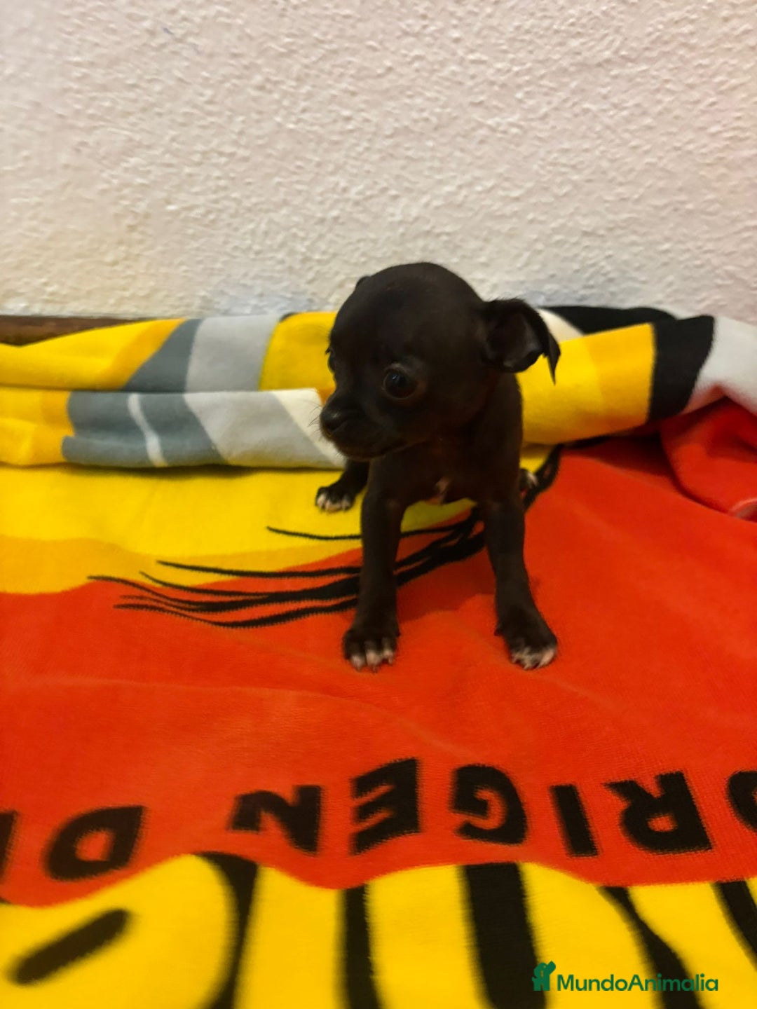 Chihuahua perros en venta: Chihuahua toy - Imagen 25