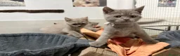 Británico de Pelo Corto gatos en venta: British Shorthair Azul y Lilac  - Anuncio 14