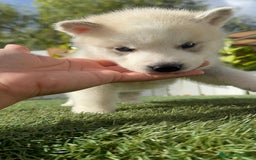 Husky Siberiano perros en venta: HUSKY - Imagen 38