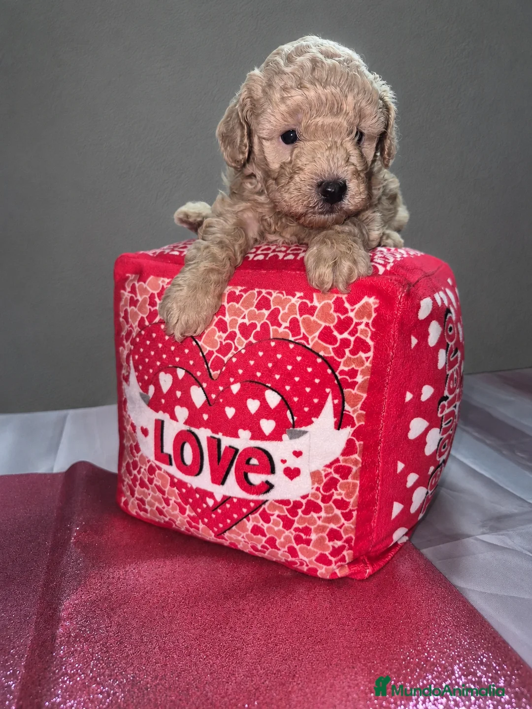 Caniche Toy perros en venta: Hembras de caniche toy de máxima calidad - Anuncio 2