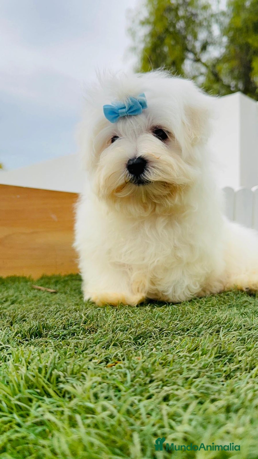 Bichón Maltés perros en venta: BICHON MALTES LINEA AMERICANA - Anuncio 13