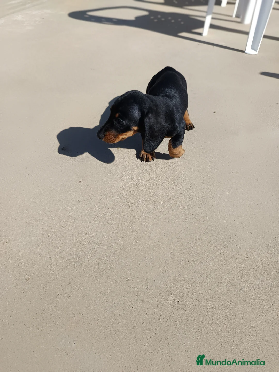 Teckel Miniatura perros en venta: Teckel miniaturas  en Badajoz - Anuncio 3