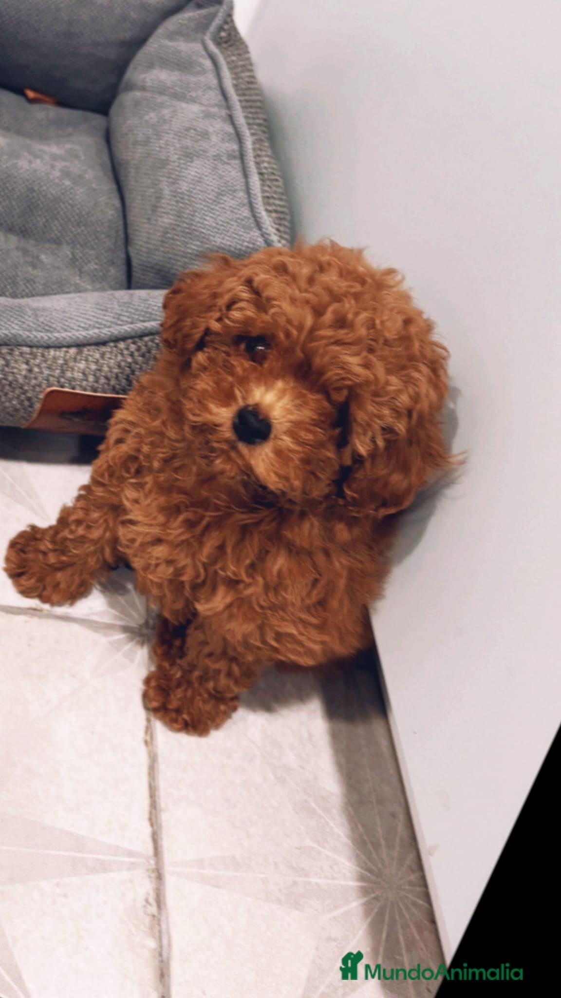 Caniche Enano perros Caniches enanos - Anuncio 37