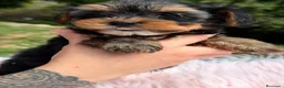Yorkshire Terrier perros en venta: YORKSHIRE HEMBRA NEGRO FUEGO - Anuncio 3