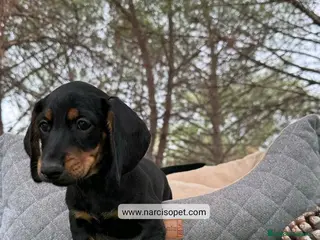 Teckel Miniatura perros TECKEL MACHO - Anuncio 8