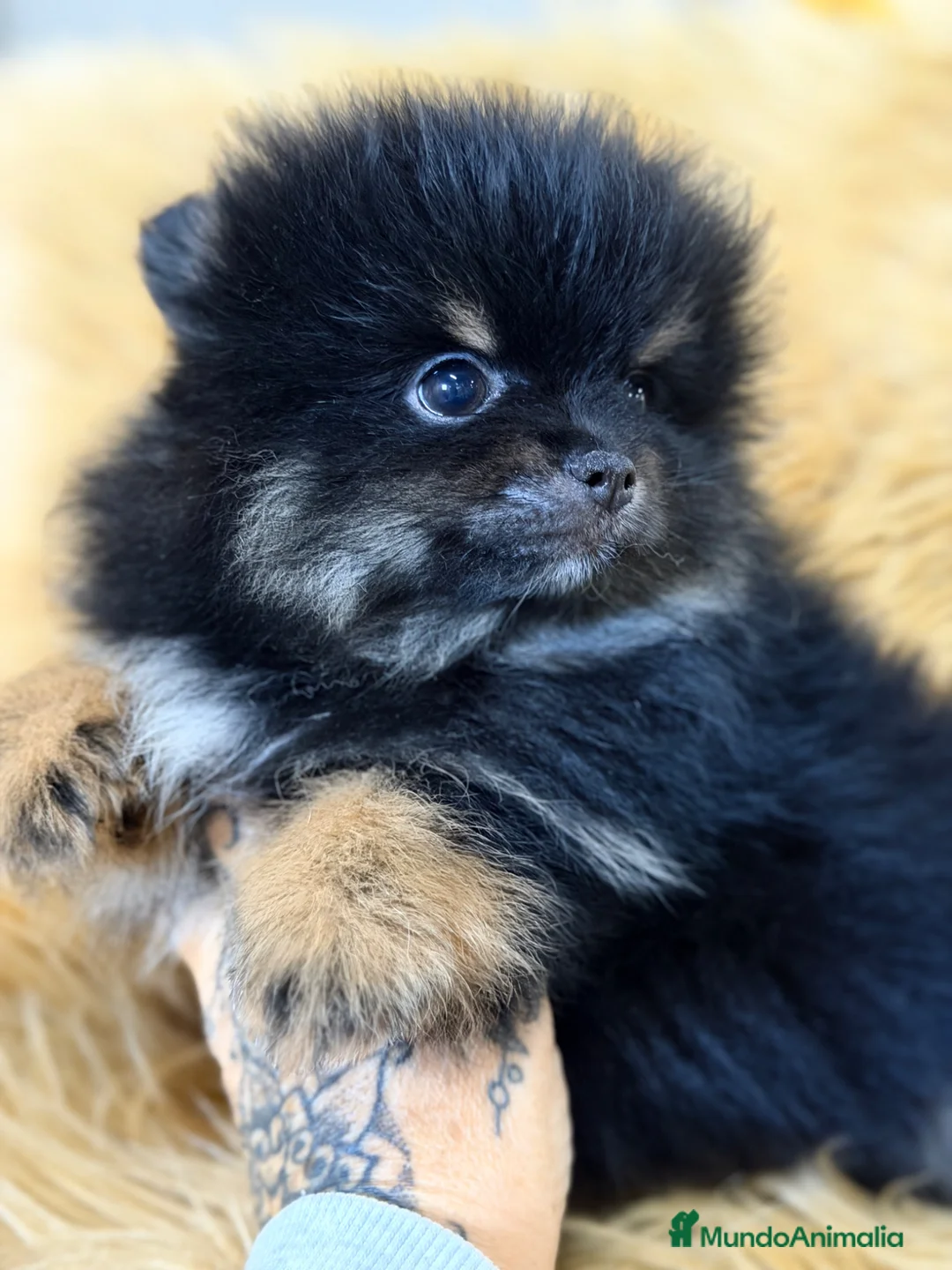 Pomerania perros en venta: Pomerania cara oso  - Anuncio 2