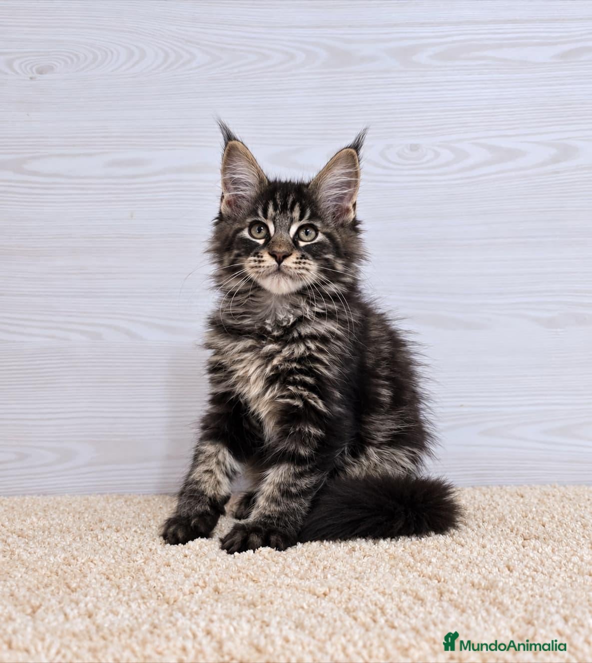 Maine Coon gatos Gatitos Maine Coon - Anuncio 1