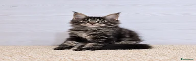 Lince