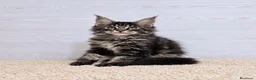 Maine Coon gatos en venta: Gatitos Maine Coon - Anuncio 1