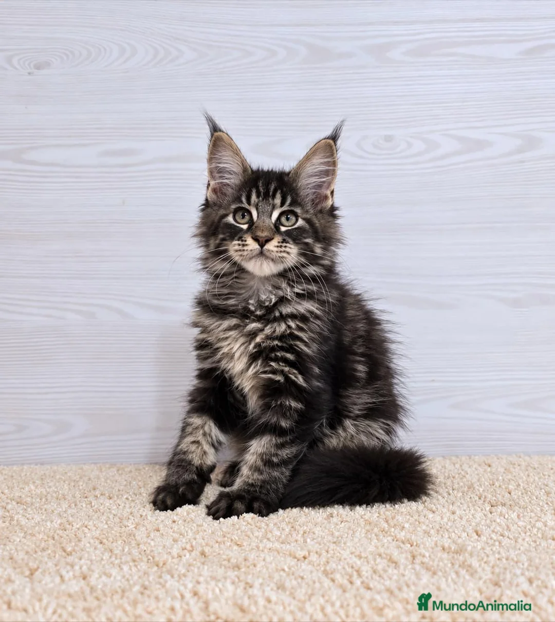 Maine Coon gatos en venta: Gatitos Maine Coon - Anuncio 1