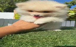 Pomerania perros en venta: POMERANIA MACHO - Imagen 17