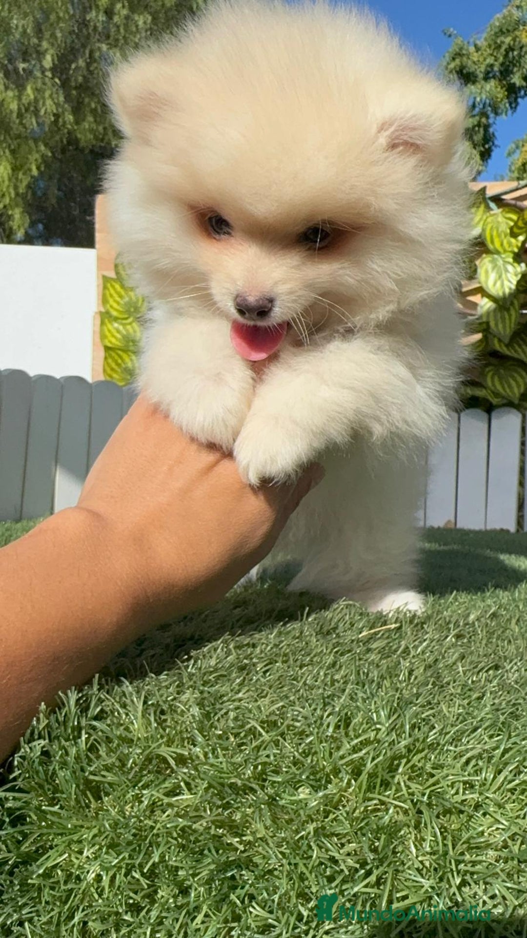 Pomerania perros en venta: POMERANIA MACHO - Imagen 17