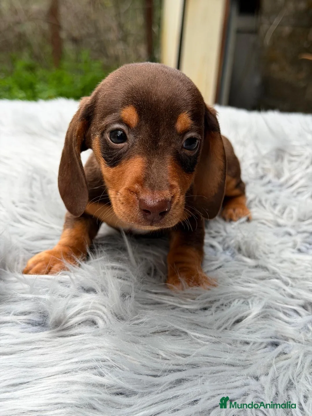 Teckel Miniatura perros en venta: TECKEL CHOCOLATE DISPONIBLE - Anuncio 1