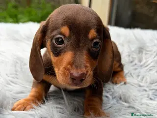 Teckel Miniatura perros TECKEL CHOCOLATE DISPONIBLE - Anuncio 4