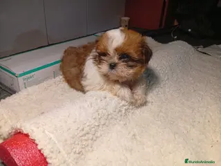 Shih Tzu perros Shih tzu - Anuncio 1