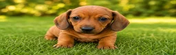 Teckel perros en venta: TECKEL KANINCHEN  - Anuncio 7