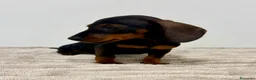 Teckel Miniatura perros en venta: Teckel miniatura - Anuncio 6