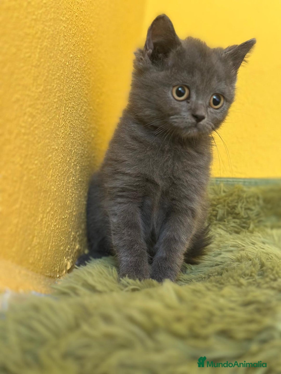 Británico de Pelo Corto Azul gatos en venta: British Shorthair  - Imagen 4
