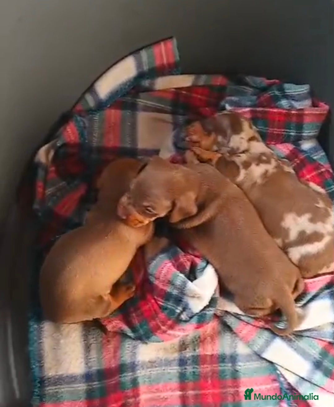 Teckel Miniatura perros Teckel - Anuncio 1