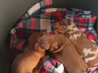 Teckel Miniatura perros Teckel - Anuncio 1