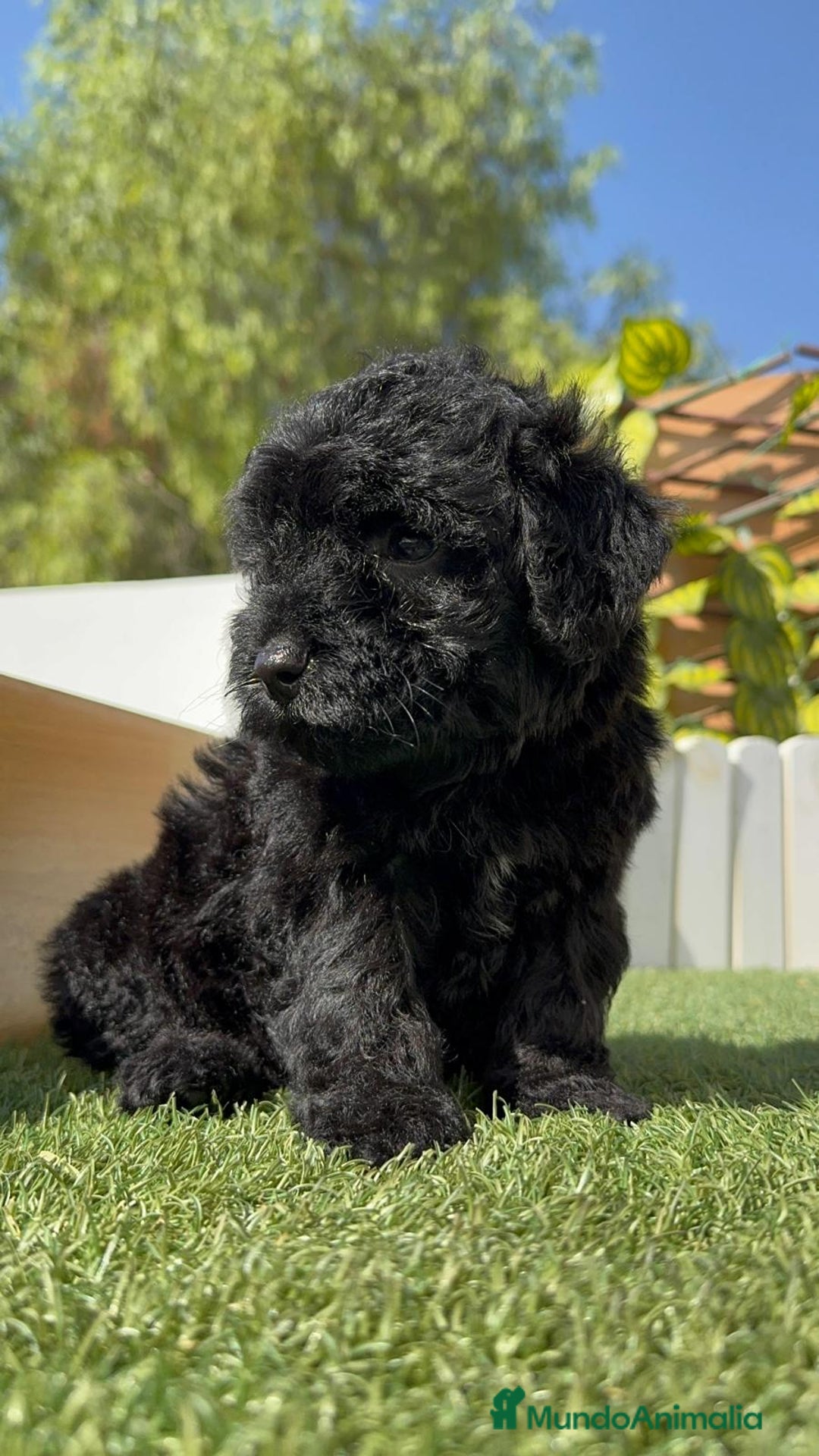 Perro de Agua Español perros en venta: PERRO DE AGUA ESPAÑOL MACHO - Imagen 22