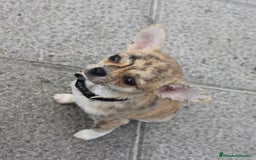 Chihuahua perros en venta: Chihuahuas - Imagen 3