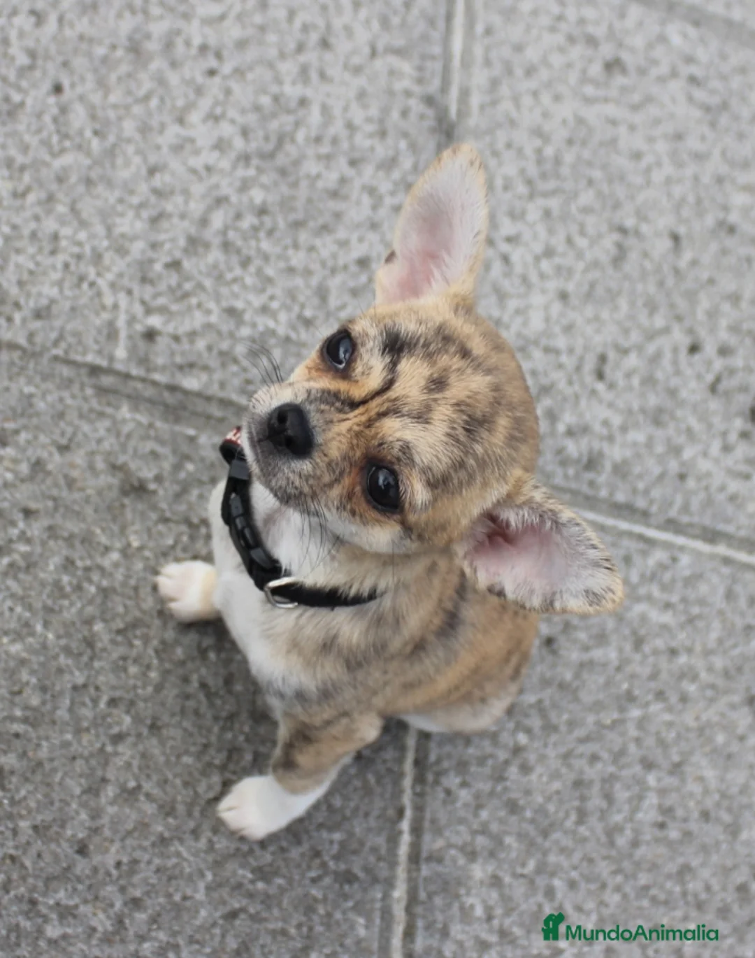 Chihuahua perros en venta: Chihuahuas - Anuncio 3