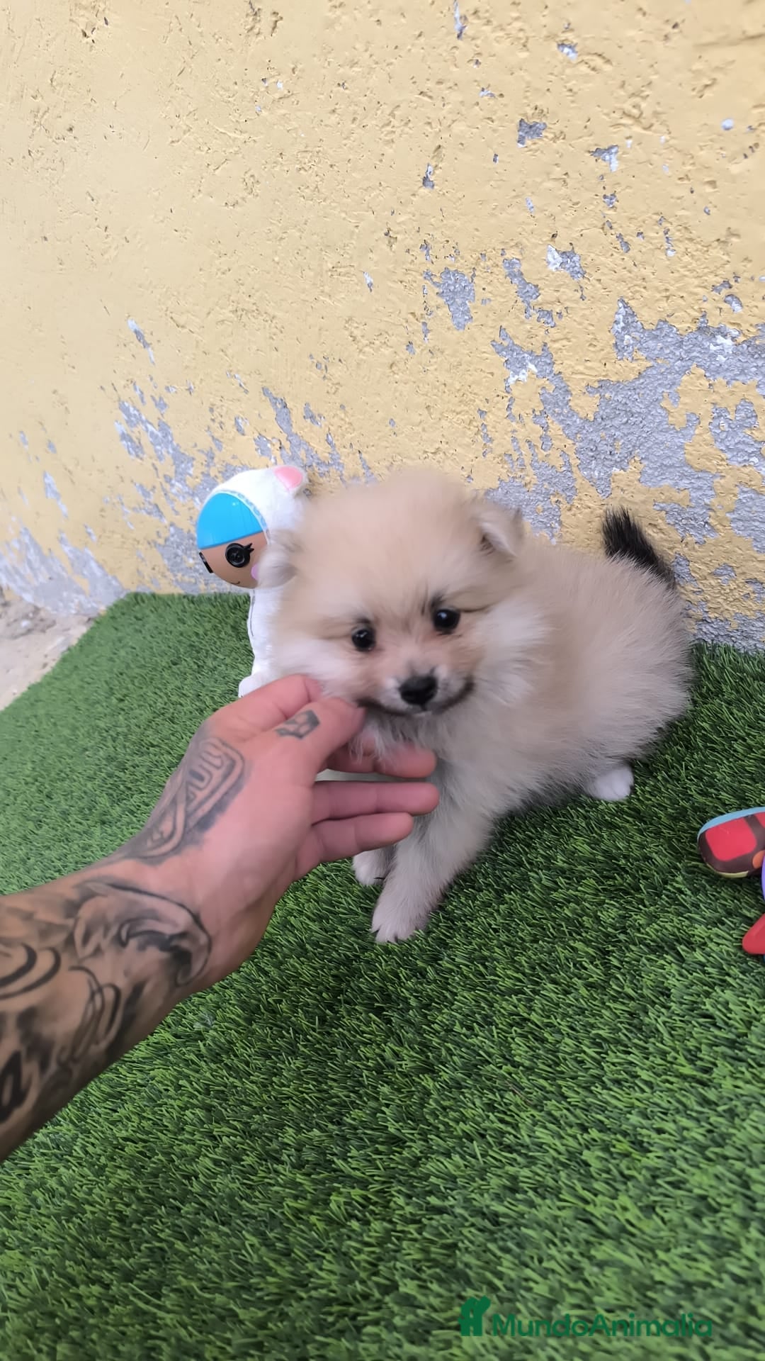 Pomerania perros en venta: OPORTUNIDAD!!! PRECIOSO POMERANIA  - Imagen 3