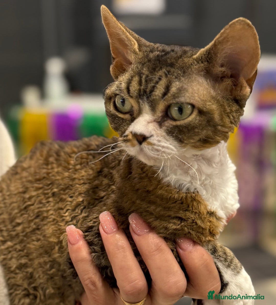 Devon Rex gatos en venta: Excelente camada de Devon rex💙 - Imagen 6