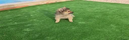 Pomerania perros en venta: Pomerania toy - Anuncio 2