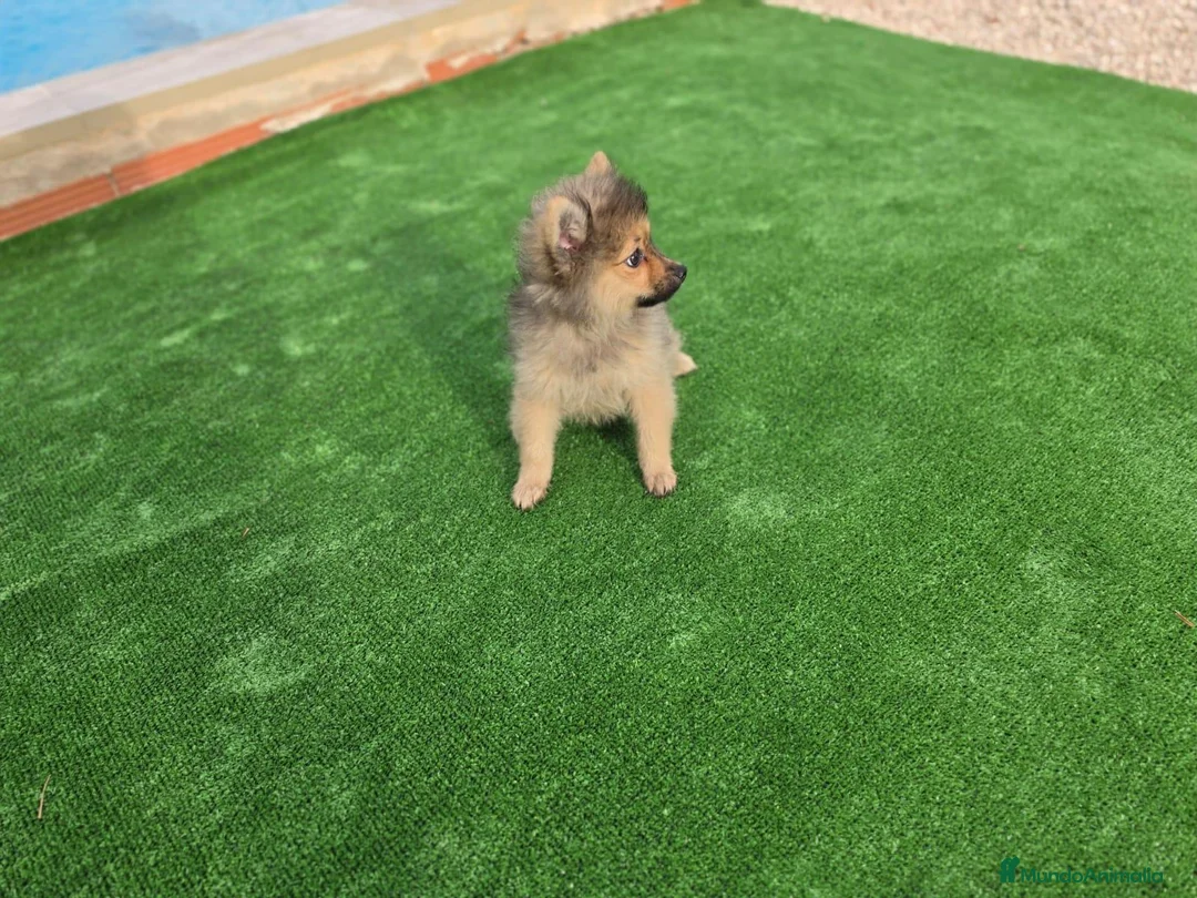 Pomerania perros en venta: Pomerania toy - Anuncio 2