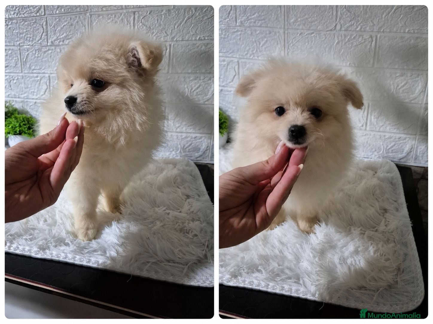 Pomerania perros Pomerania 🐾❤️ - Anuncio 1
