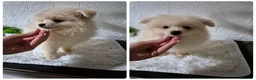 Pomerania perros en venta: Pomerania 🐾❤️ - Anuncio 1