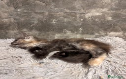Maine Coon gatos en venta: Maine Coon Black Humo - Imagen 11