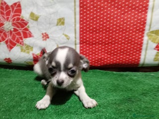 Chihuahua perros Chihuahuas toy - Anuncio 1