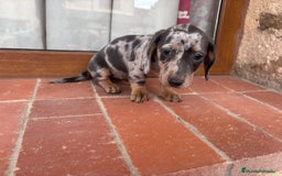 Teckel Miniatura perros en venta: Preciosas hembras salchicha - Imagen 3
