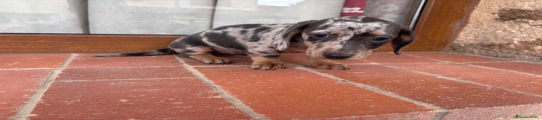 Teckel Miniatura Cachorro 1