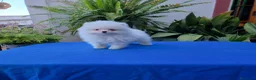 Pomerania perros en venta: lulu de Pomerania - Anuncio 7