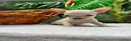 Chihuahua perros en venta: CHIHUAHUA-OJOS AZULES - Anuncio 4