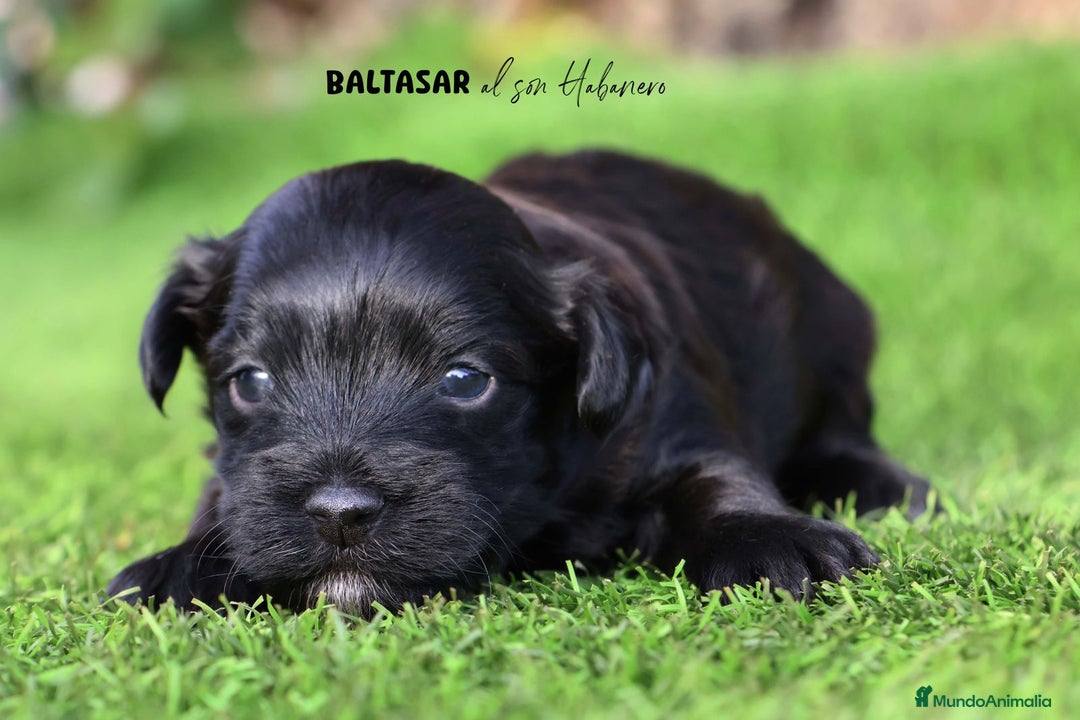 Bichón Habanero perros en venta: Camada de los Reyes Magos - Anuncio 9