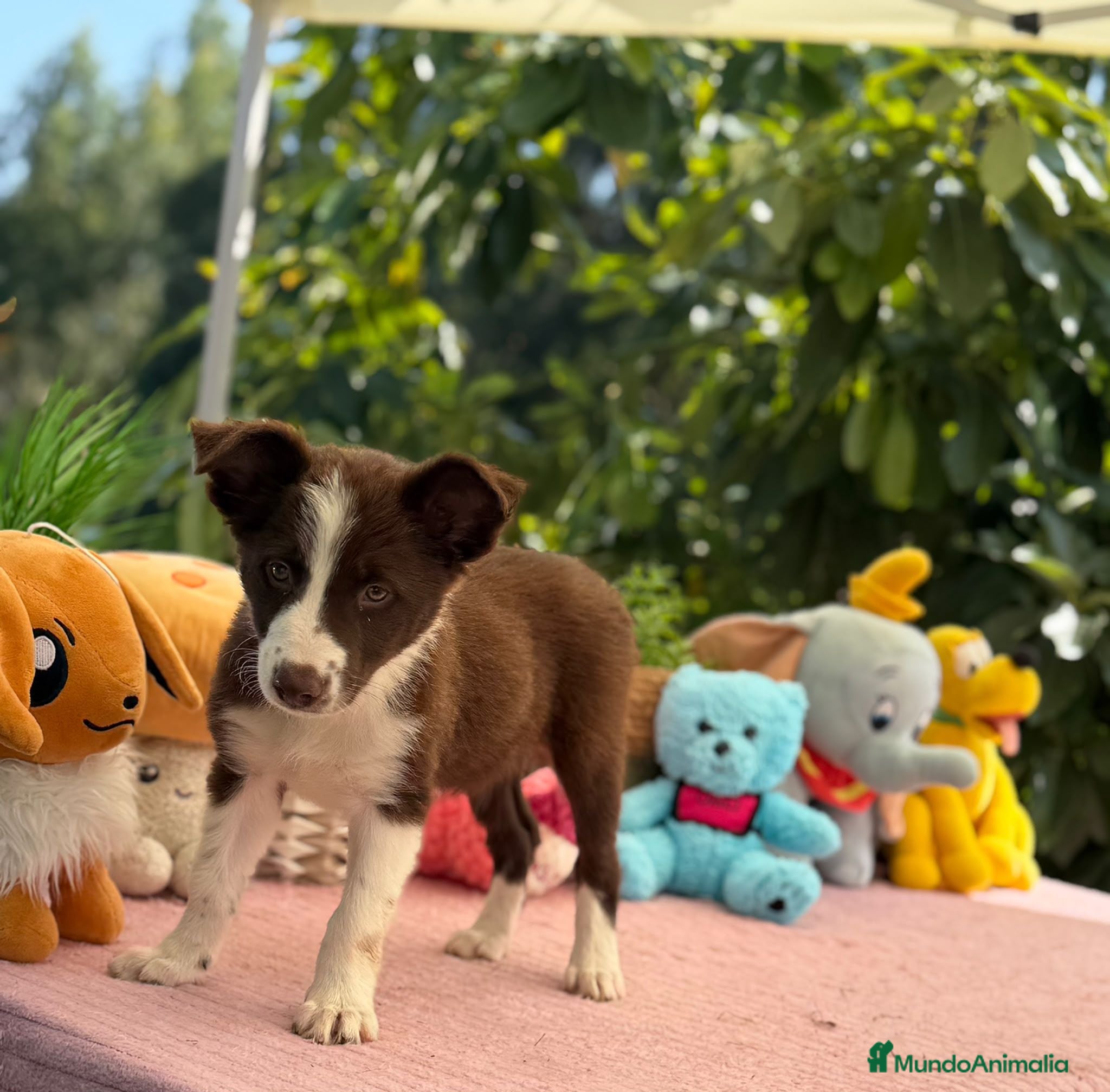 Border Collie perros Border collie chocolate  - Anuncio 1