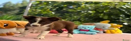 Border Collie perros en venta: Border collie chocolate  - Anuncio 1