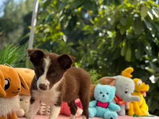 Border Collie perros Border collie chocolate - Anuncio 1