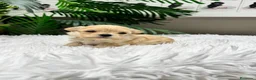 Maltipoo perros en venta: MALTIPOO TOY COREANOS  - Anuncio 24