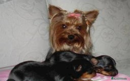 Yorkshire Terrier perros en venta: Yorkshire toy  - Anuncio 6