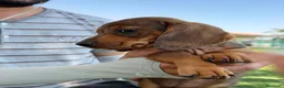 Teckel Miniatura perros en venta: Preciosa hembrita y macho Teckel mini choco Merle  - Anuncio 14