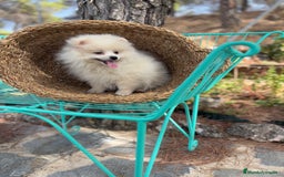 Pomerania perros en venta: Pomerania hembra disponible  - Imagen 3