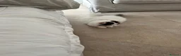 Persa gatos en venta: Persas bebé - Anuncio 5