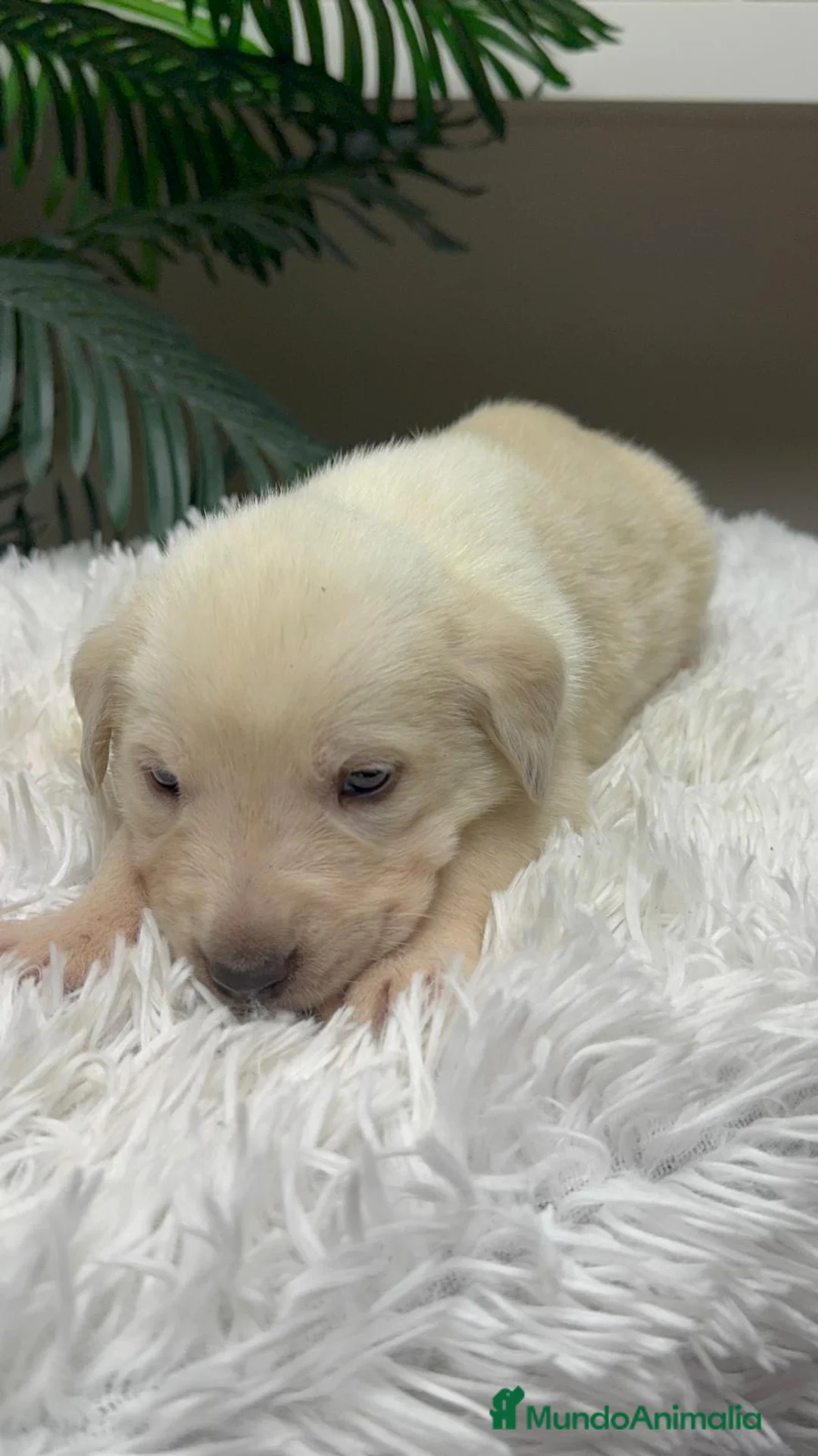 Mastín Español perros en venta: MASTIN ESPAÑOL - Anuncio 4