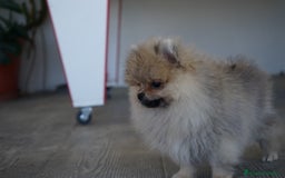 Pomerania perros en venta: 🐾 Sparky – Pomerania marrón mini toy 🍂 - Imagen 9